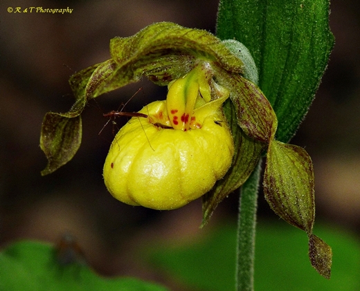 {Cypripedium parviflorum}